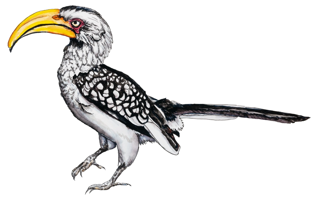 HornBill Banana Safari HornBill Banana Safari